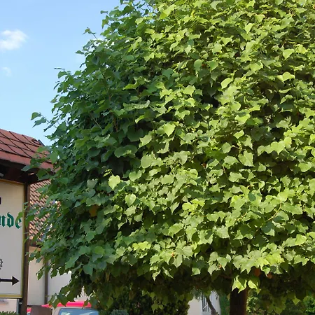 Hotel Zur Linde Hanau